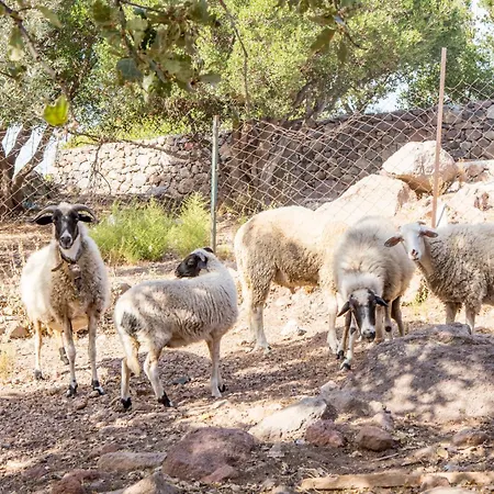 Assos Sivrice Deveboyun Misafir Evi Ayvacik